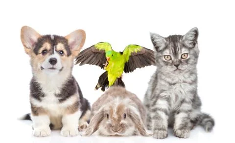 Group of pets together in front view. Isolated on white background 스톡 사진