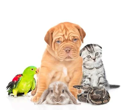 Group of pets together in front view. Isolated on white background Stock Photos