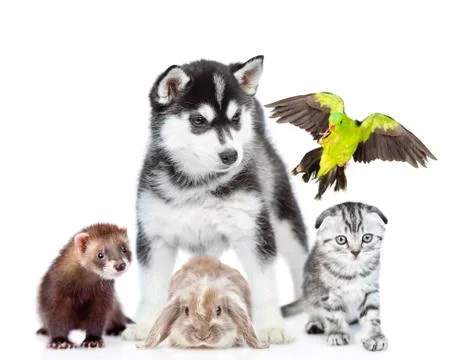 Group of pets together in front view. Isolated on white background Stock Photos