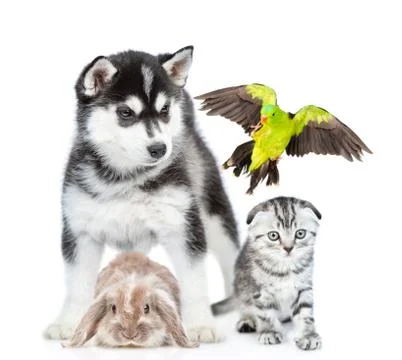 Group of pets together in front view. Isolated on white background 스톡 사진