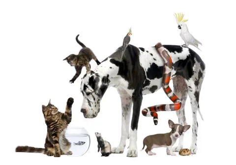 Group of pets together in front of white background 스톡 사진