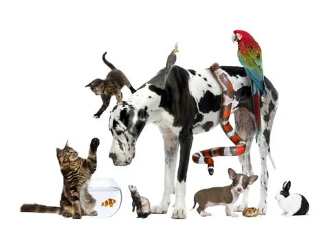 Group of pets together in front of white background 스톡 사진