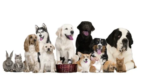 group of pets on white background Stock Video Pond5