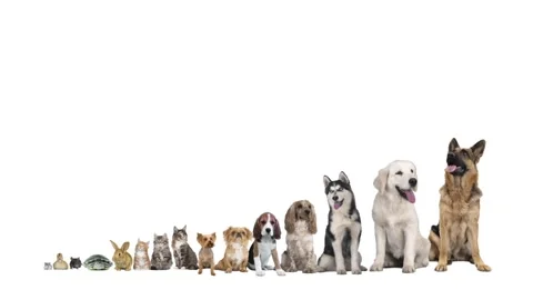 Group of pets on a	white background Stock Footage 97215144