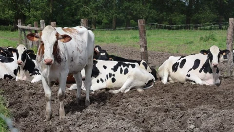 A Group Of Piebald Cows In An Open-Air Farm Stall Stock Footage 307561246