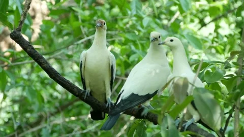 Group of pied imperial pigeons perching on tree branch Vidéo 341956108