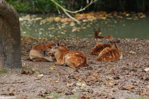 Group of pig-deer lying down. Fotos de archivo