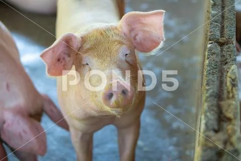 Group of pig that looks healthy in local ASEAN swine farm at livestock. The c Stock Photos