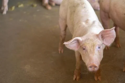 Group of pig that looks healthy in local ASEAN pig farm at livestock. The con Stock Photos