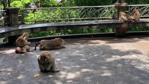 A group of pig-tailed macaques rest and socialize in a public park in Phuket. Vídeos de archivo 337767863
