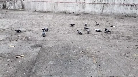 Group of pigeon on cemented ground at palampur baijnath location himachal pr Stock Footage 308020156