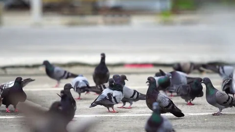Group of pigeon in the park Stock Footage 76236999