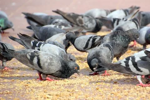 Group of pigeon Stock Photos