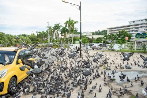 A Group of Pigeon Stock Photos