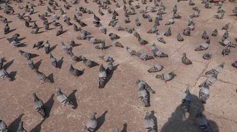 A group of pigeons 1 Stock Footage 33402603