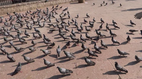 A group of pigeons 2 Stock Footage 33402612