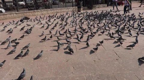 A group of pigeons 3 스톡 동영상 33402609