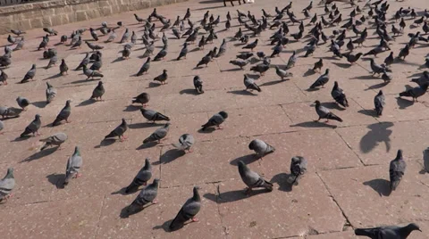A group of pigeons 4 Stock-Footage 33402507