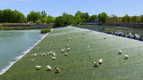 A group of pigeons and ducks eating and refreshing in the water Stock Footage 281471484