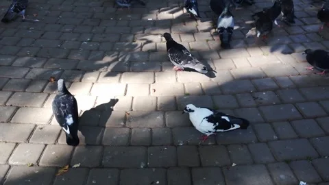 Group of pigeons are eating on a brick sidewalk Stock Footage 301323123