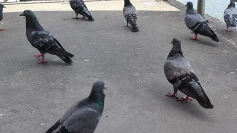 Group of pigeons are eating food from feeding giver on cement flooring Stock Footage 139376953