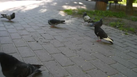 Group of pigeons are fighting for eating food from feeding giver in the park Stock Footage 134153787