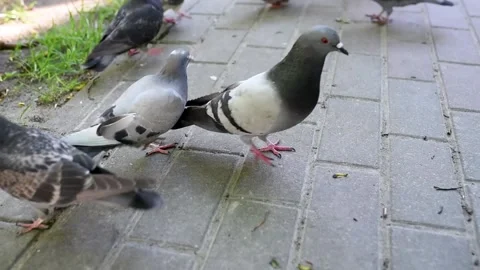 Group of pigeons are fighting for eating food from feeding giver in the park Stock Footage 134154402