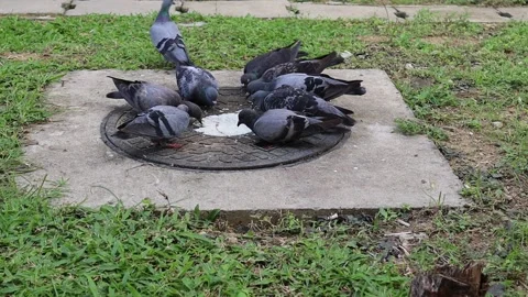 Group of pigeons are fighting for eating food from feeding giver Stock Footage 140868448