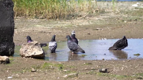 Group of pigeons bathing and drinking water in a shallow muddy puddle 스톡 동영상 312530841