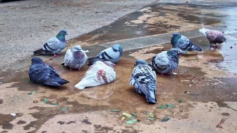 A group of pigeons bathing and splashing in a small puddle on a concrete gr.. Stock Footage 337764114