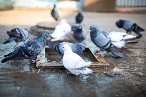 Group of pigeons bathing Stock Photos