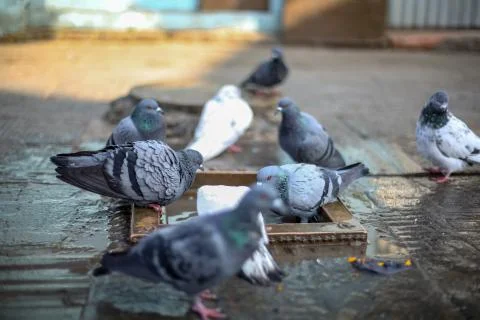 Group of pigeons bathing Stock Photos