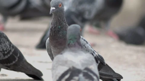 Group of pigeons, close up Video stock 115447986