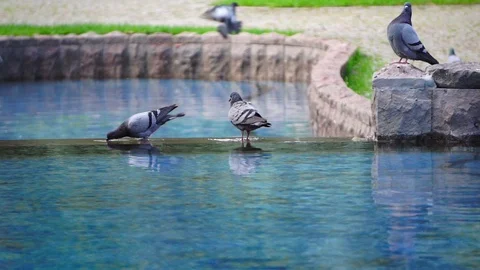 Group of pigeons, drinking from pool and looking around (graded) Stock Footage 115819620