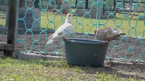 A group of pigeons drinking water from a plastic basin on a hot day Vídeos de archivo 241654523