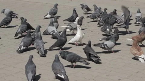 Group of pigeons eating bread outdoors Stock-Footage 7740772