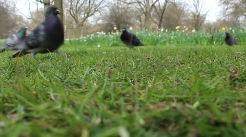 Group of pigeons eating 動画素材 61847580
