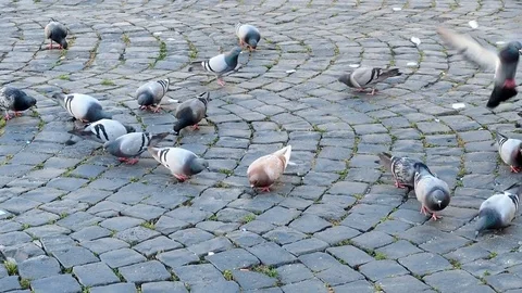 Group of Pigeons eating on the pavement Stock Footage 76058577