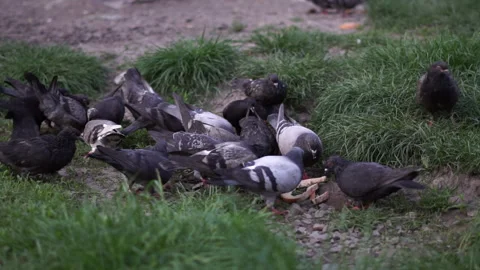A group of pigeons eats a slice of bread 스톡 동영상 202002467
