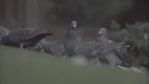 Group Of Pigeons Feeding Stock Footage 81401634