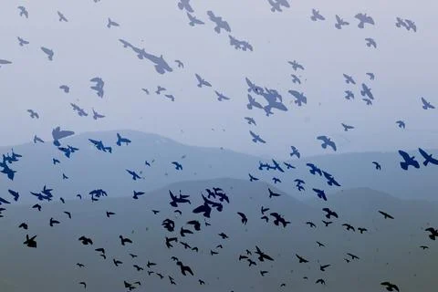 Group of pigeons flying in a cloudy sky with mountains in the background. Stock Photos