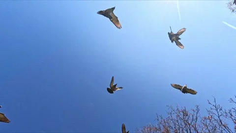 Group of pigeons flying high across clear blue autumn sky Stock Footage 321353435