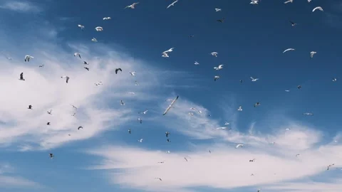 Group of pigeons flying in slow motion with blue sky. Stock Footage 150840889