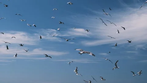 Group of pigeons flying in slow motion with blue sky and white clouds Stock Footage 151121497