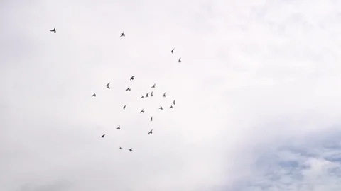 Group of pigeons flying under white cloud. Handheld shot Stock-Footage 81412642