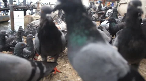 Group of pigeons Video stock 60586212