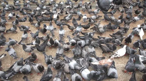 Group of pigeons Video stock 60586275