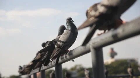 Group of pigeons Stock Footage 60679736