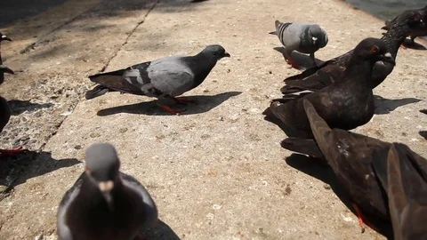 Group of pigeons Stock Footage 75736377