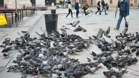A group of the pigeons Stock Footage 132790330